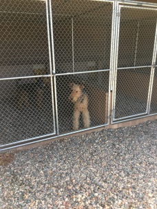 I got stuck in this kennel with my annoying brother. Not fair!!!!